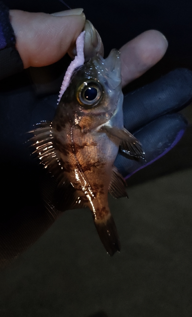 冷たい強風のライトソルト