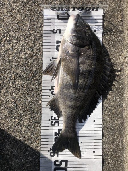 イチノ兄弟（兄）釣果！