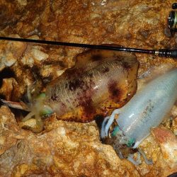 エギングガイドin対馬