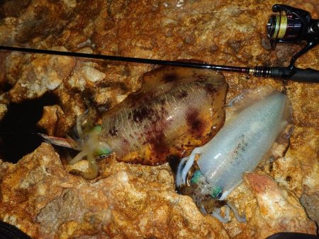 エギングガイドin対馬