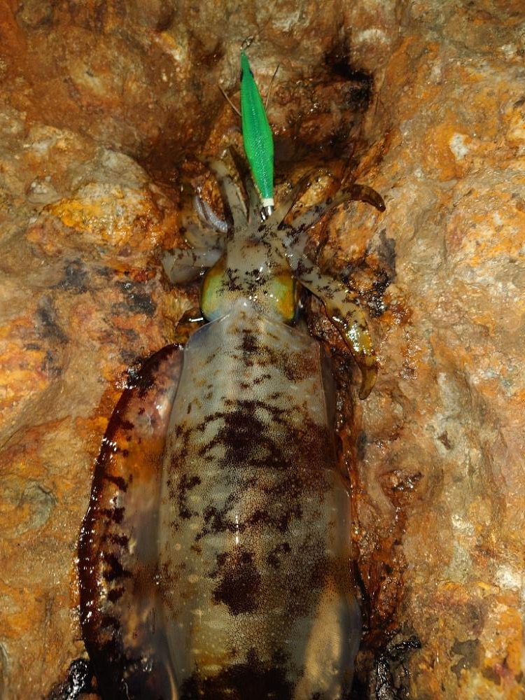 エギングガイドin対馬