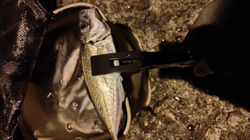 昨日に引き続き