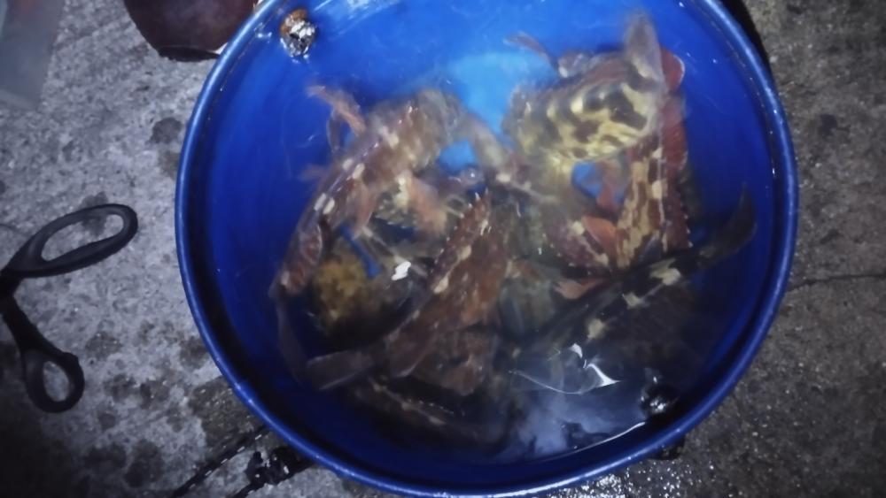 唐揚げ食べたい