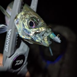 陸っぱり釣行記