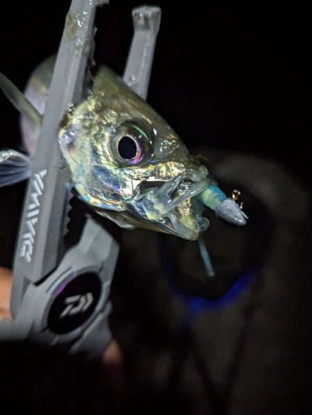 陸っぱり釣行記