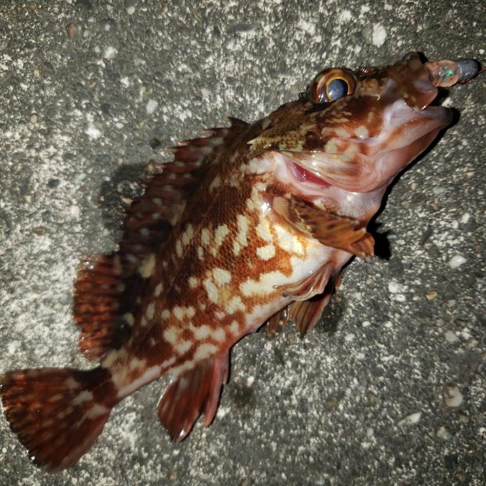 穴釣りも渋い時期