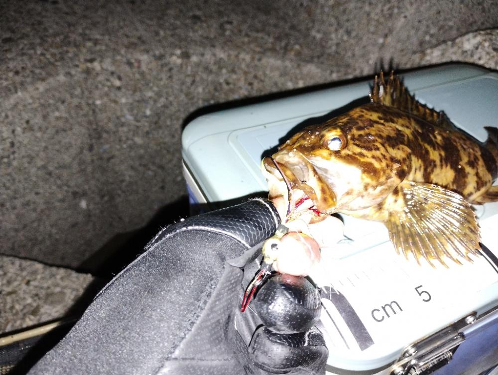 やっぱりタケノコメバル