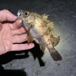 寒くても釣れましたよ