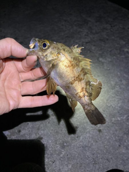 寒くても釣れましたよ