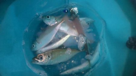 鰯を探しに行ったのに…