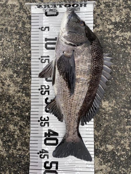 イチノ兄弟（兄）釣果！