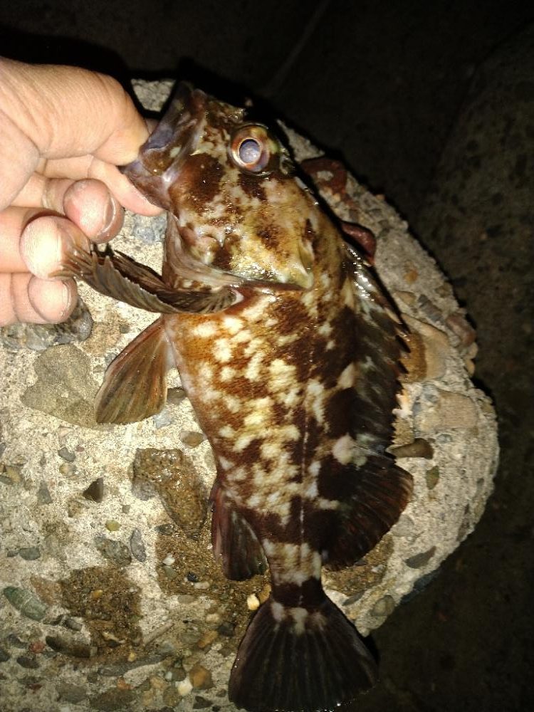 ちょい釣り20230222