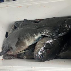 たかたかの釣り日記