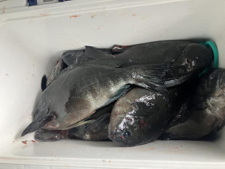 たかたかの釣り日記