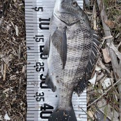 イチノ兄弟(兄)釣果!