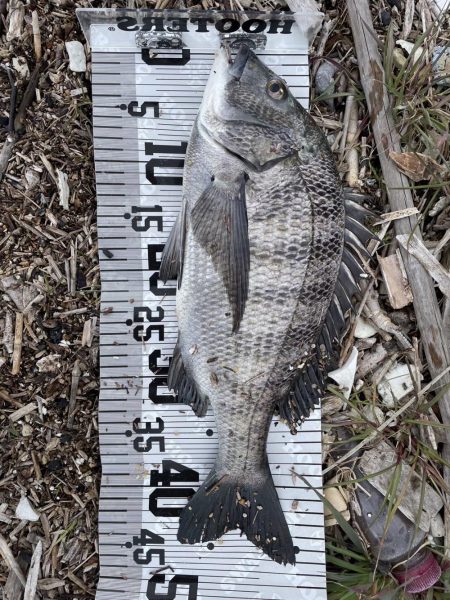 イチノ兄弟(兄)釣果!