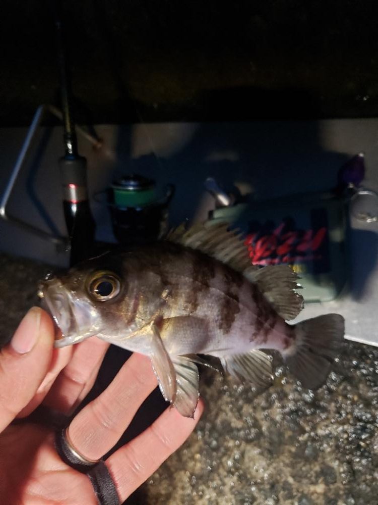 ギリギリ届く所に🐟