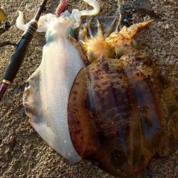 デイエギングガイドin対馬