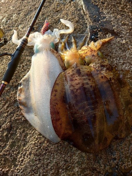 デイエギングガイドin対馬