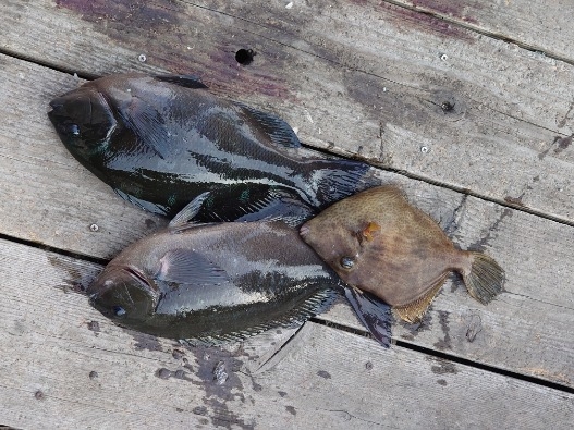 方座浦でグレ釣り