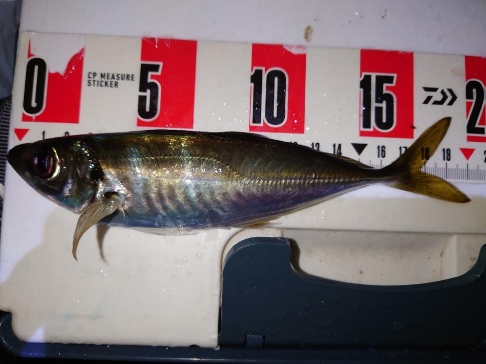 リハビリアジング