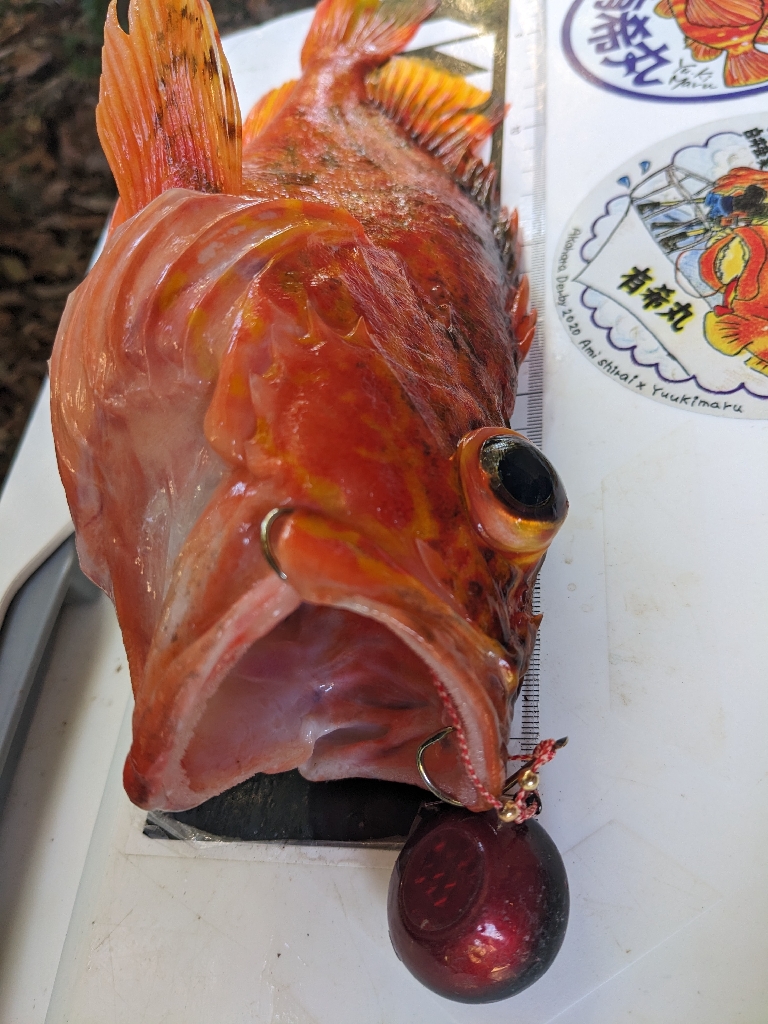 やりました！カンパチ3kgオーバー！！