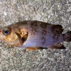 やっぱり渋いメバリング