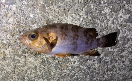 やっぱり渋いメバリング