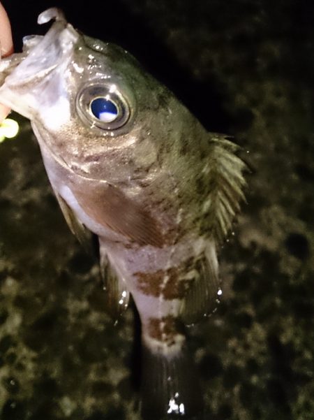 風がやんだのでライトゲーム