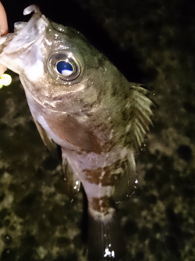 風がやんだのでライトゲーム