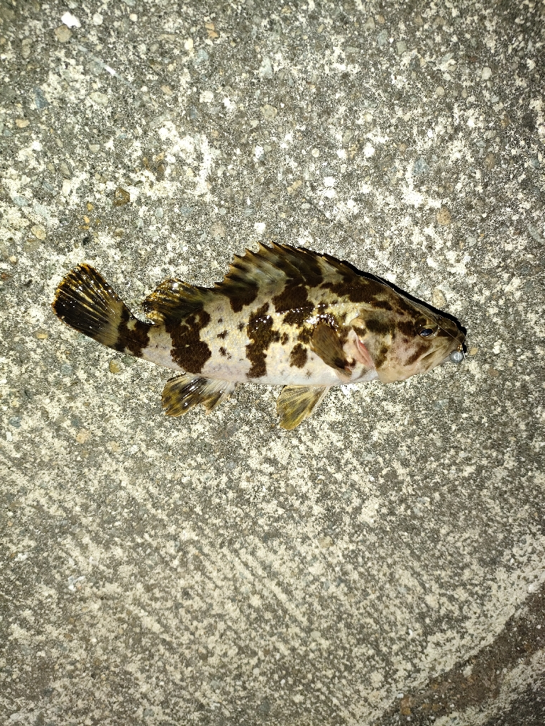 ニヶ月ぶりの釣行