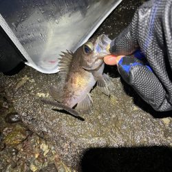 イベント的メバリング