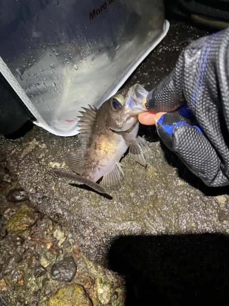 イベント的メバリング