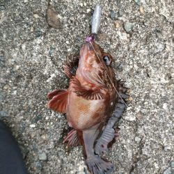 穴釣りは小物でしたがメバリングでサイズアップ