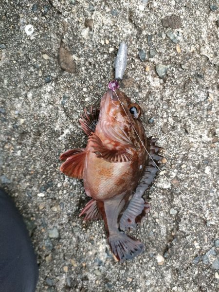 穴釣りは小物でしたがメバリングでサイズアップ