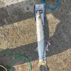 カマス大爆釣 MAX39センチ