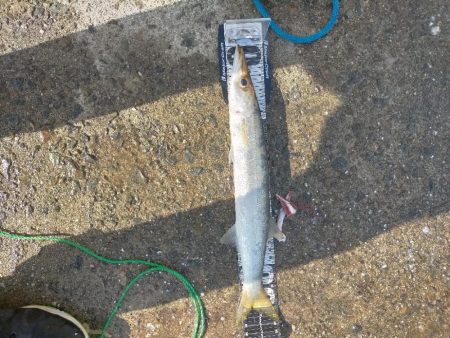 カマス大爆釣 MAX39センチ