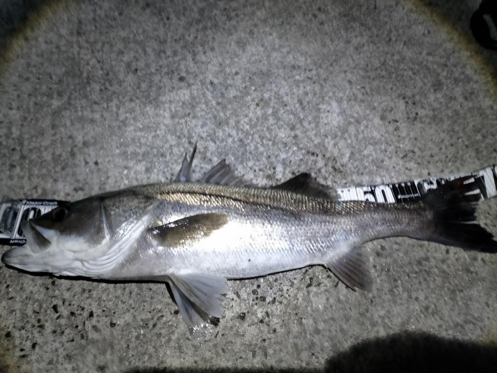 シーバス70cmオーバー