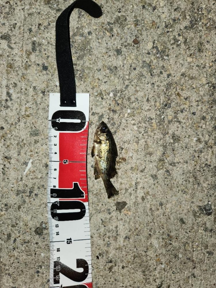 ちょこっとメバリング