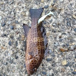 真冬の五目釣り達成！