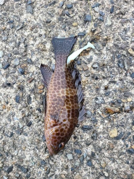 真冬の五目釣り達成！