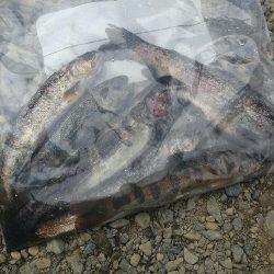 アマゴとニジマスと✨