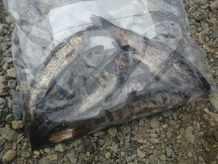 アマゴとニジマスと✨