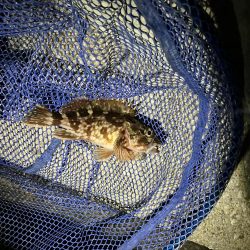 天気ポカポカ釣果シブシブ