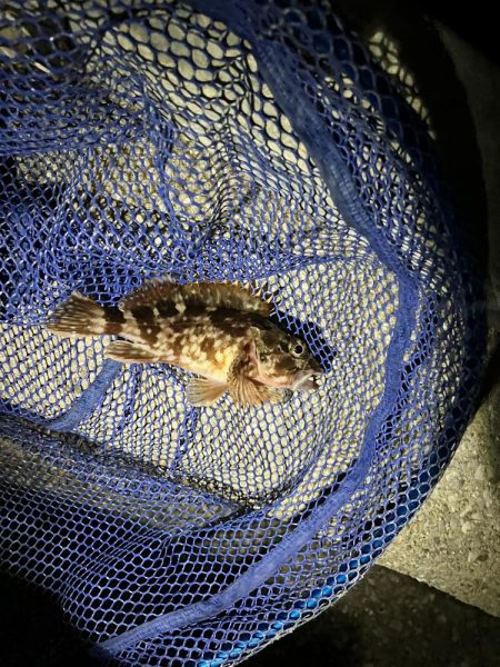 天気ポカポカ釣果シブシブ