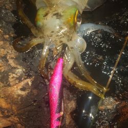 月夜エギングin対馬