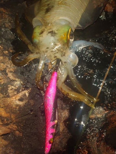 月夜エギングin対馬