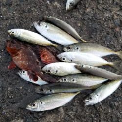 初島漁港から湯浅まで。アジング