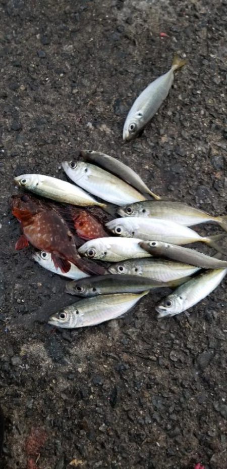 初島漁港から湯浅まで。アジング