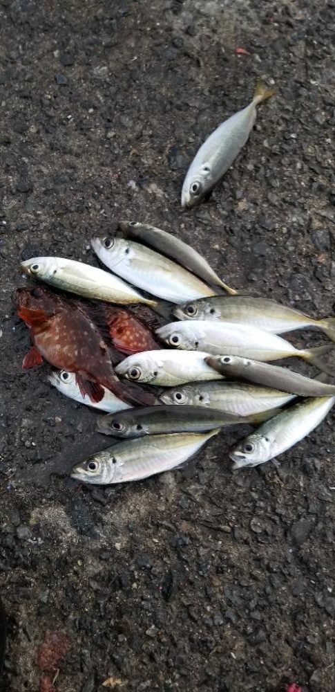 初島漁港から湯浅まで。アジング